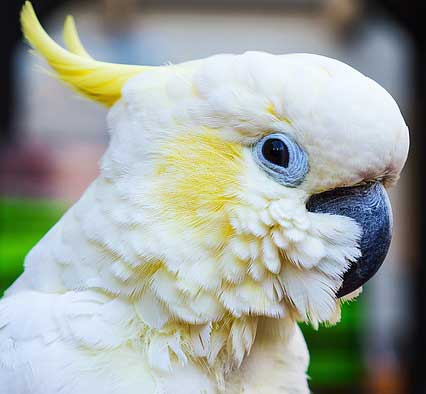 Cockatoo