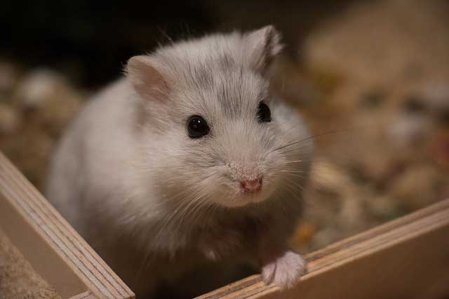 Can Dwarf Hamsters Eat Bananas?