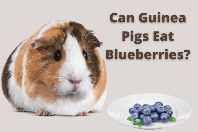Can Guinea Pigs Eat Blueberries?