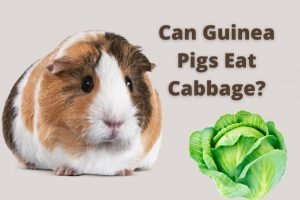 Guinea Pigs Eat Cabbage