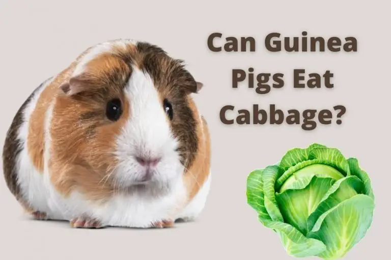 Can Guinea Pigs Eat Cabbage?