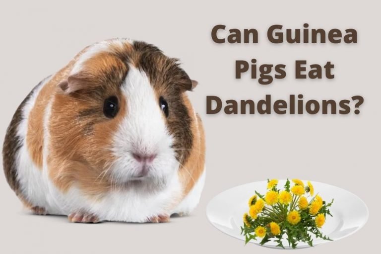 Can Guinea Pigs Eat Dandelions? [Feeding Guide!]
