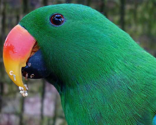 Eclectus