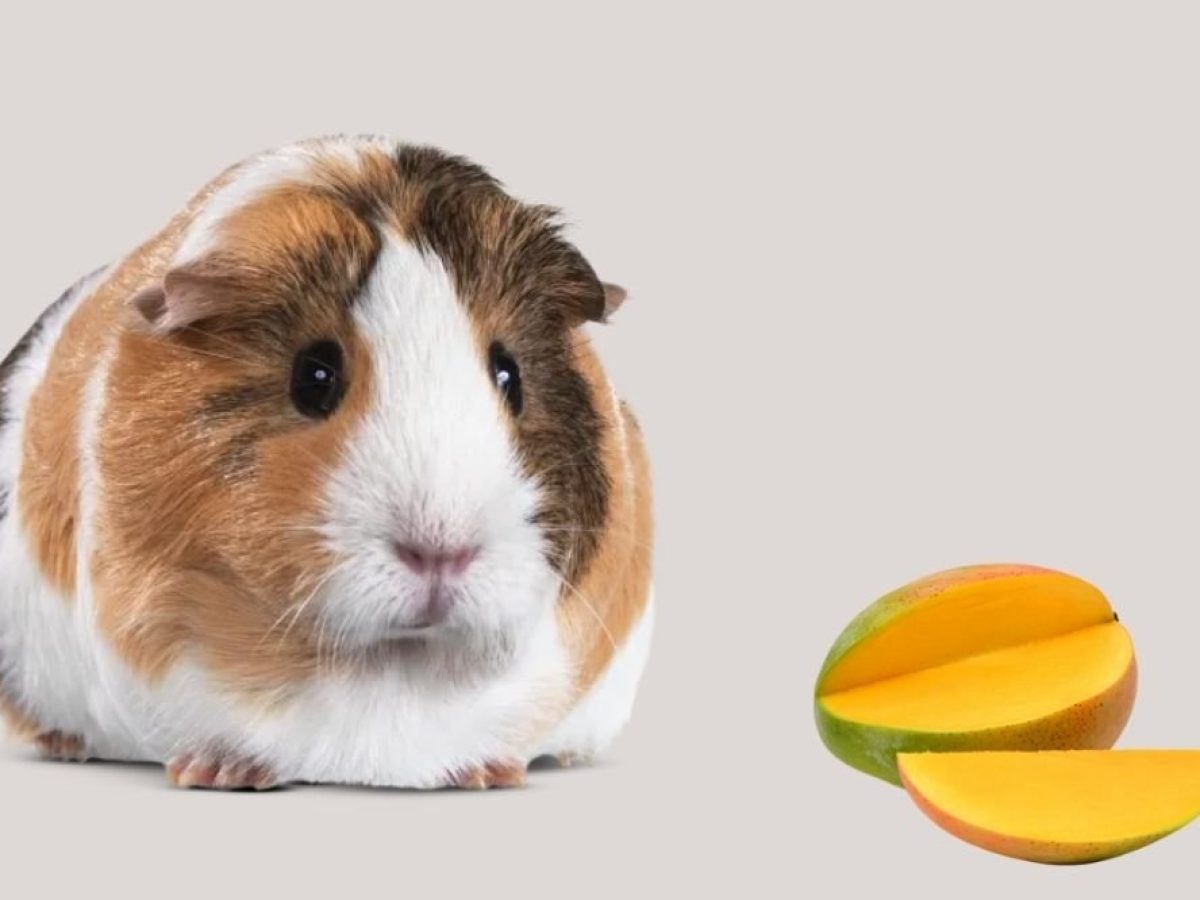 can hamster eat mango