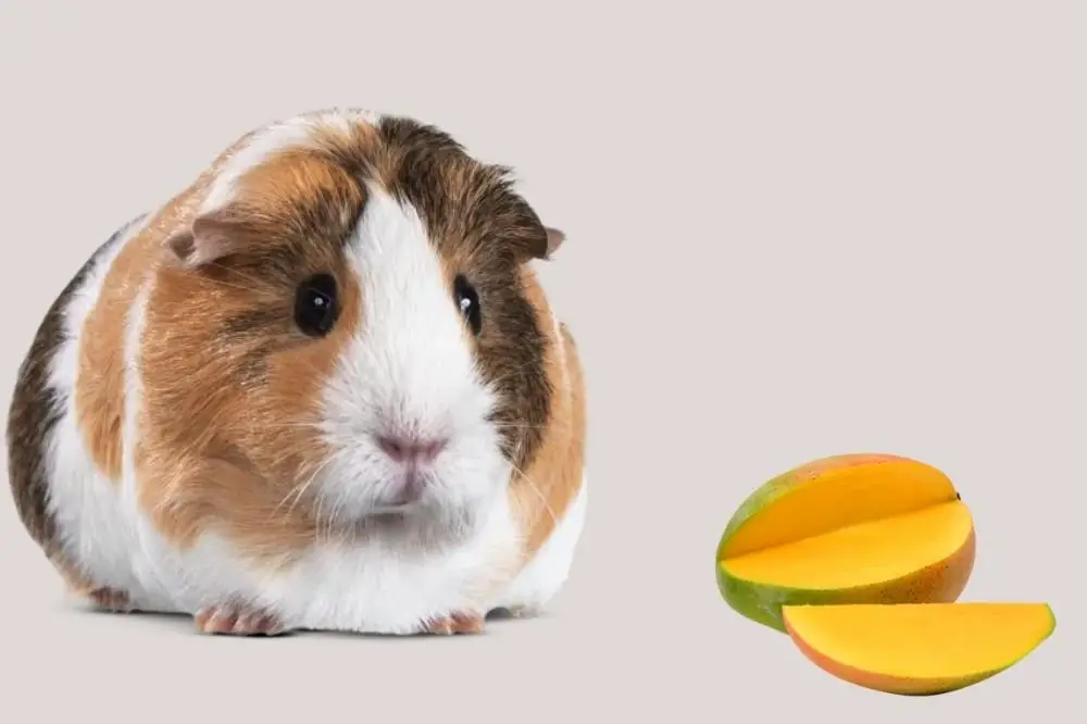Guinea Pigs Eat Mango