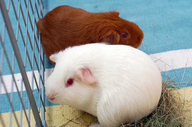 Why Do Guinea Pigs Flip Over Their House? (Causes and Solutions)