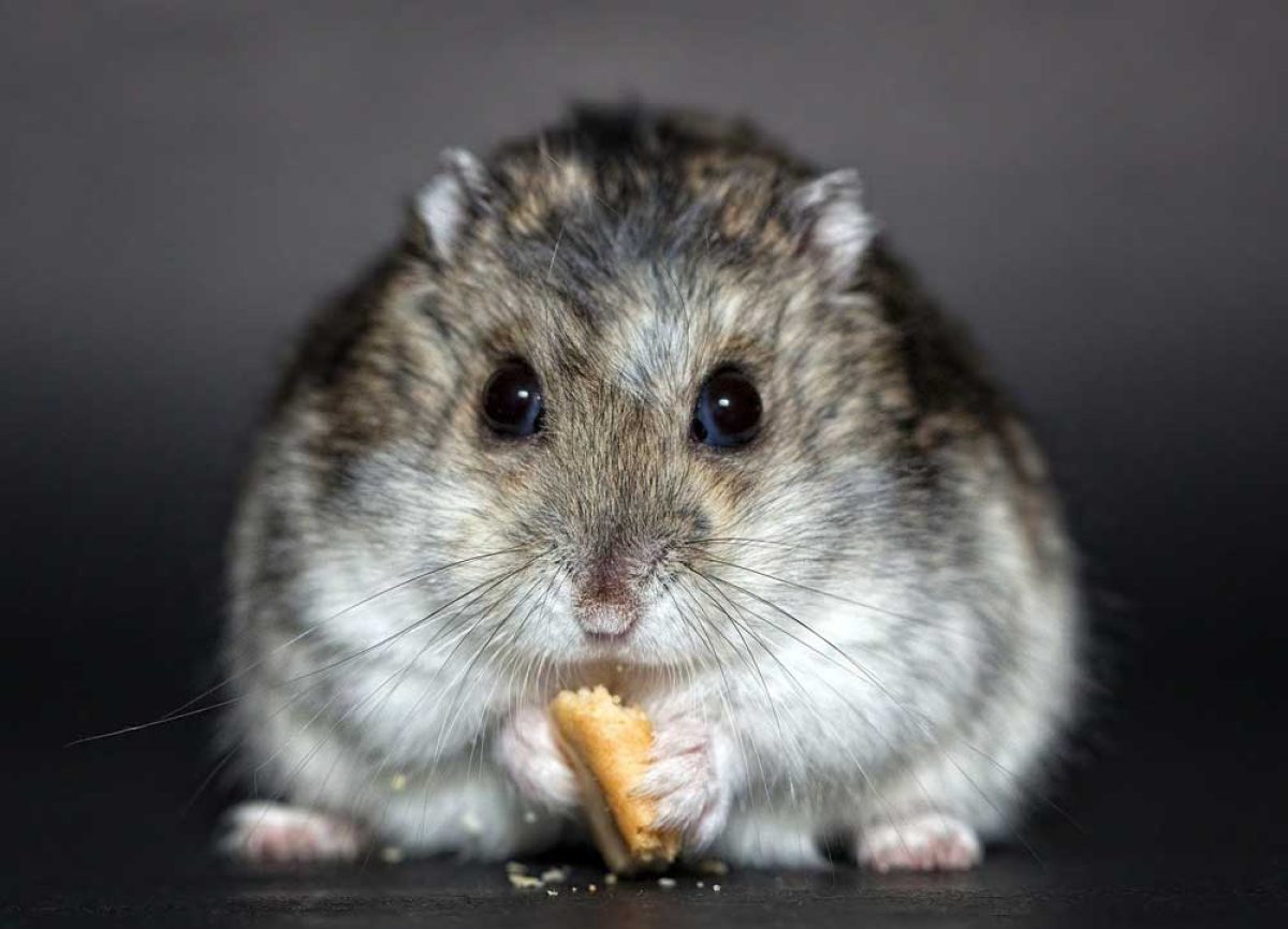 is bread good for hamsters