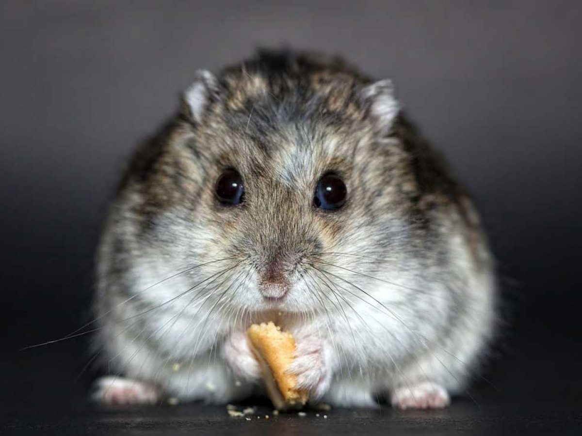 Can Hamsters Eat Bread Atractivopets