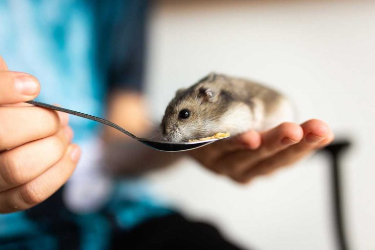 10 Common Hamster Health Issues (And Their Causes)