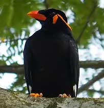 Hill Myna