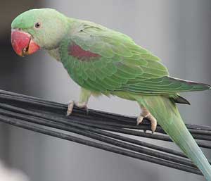 Indian Ringneck Parakeets