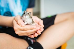 Play With Your Hamster