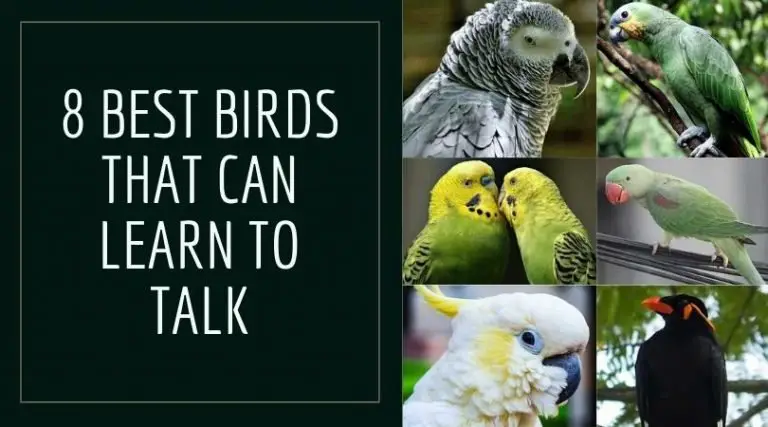 Birds That Can Learn To Talk (8 Best Talking Birds)