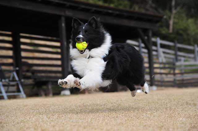 Dog Won’t Fetch: What To Do When Your Dog Won’t Bring The Ball Back