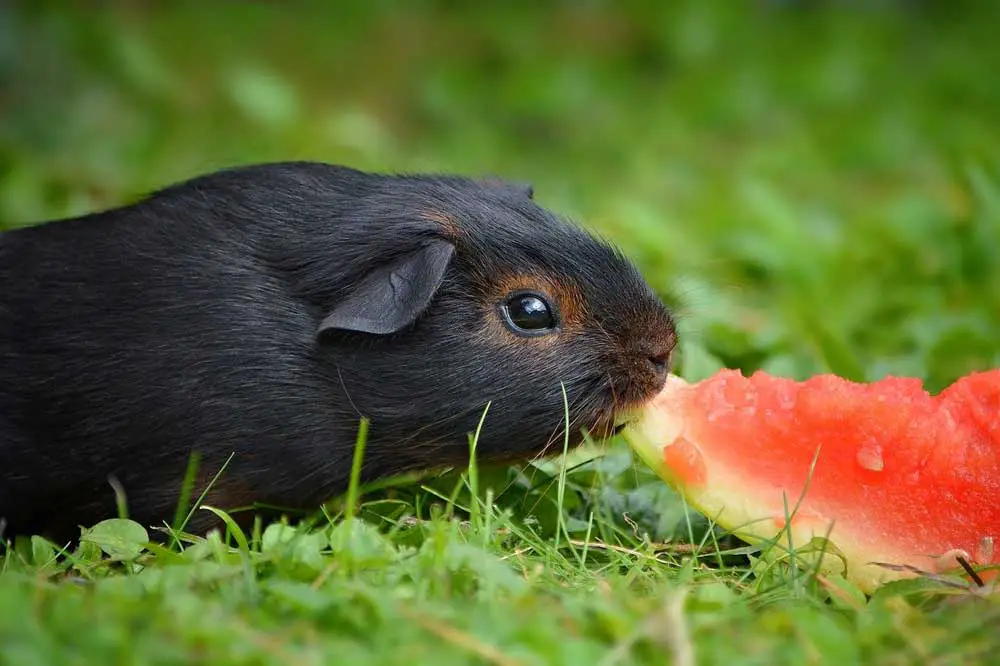 Guinea Pigs Eat Watermelon