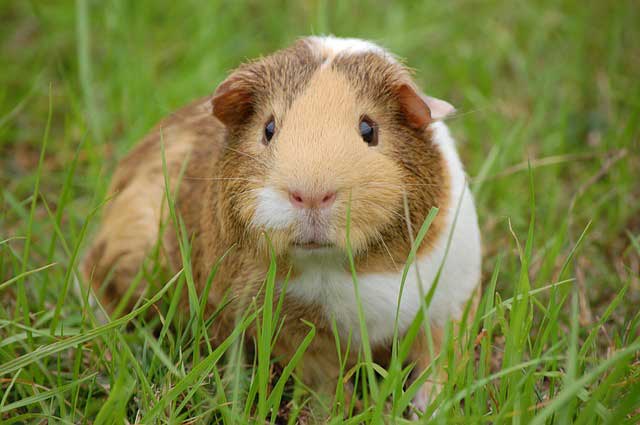 guinea pig’s inability to move