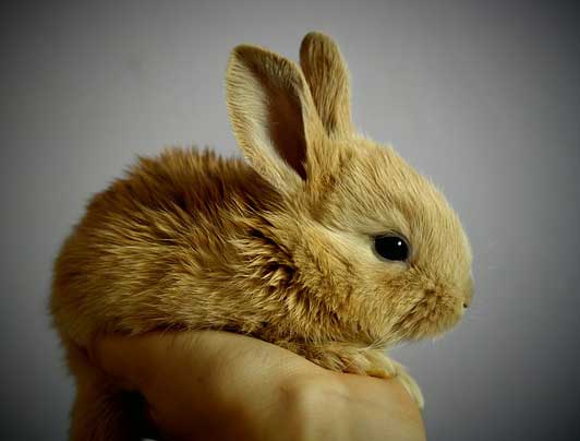 How Long Do Rabbits Live? (Pet Rabbits Lifespan)