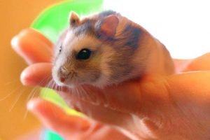wet tail in hamsters