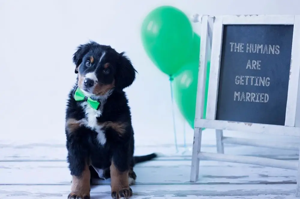 Bernese Mountain Dog