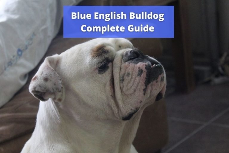 Blue English Bulldog (Complete Guide)