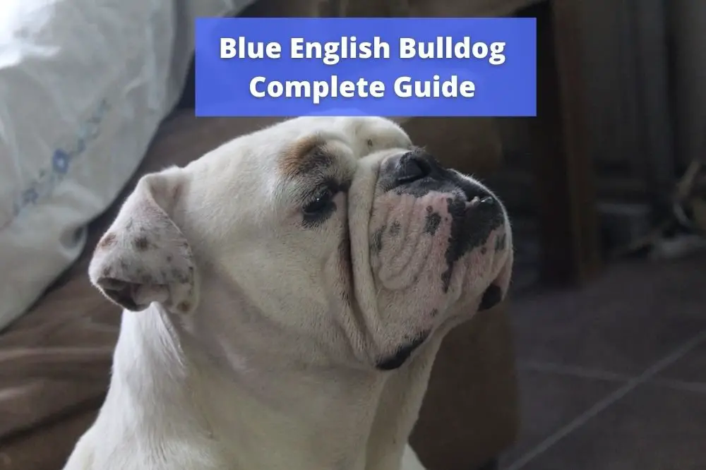 Blue English Bulldog