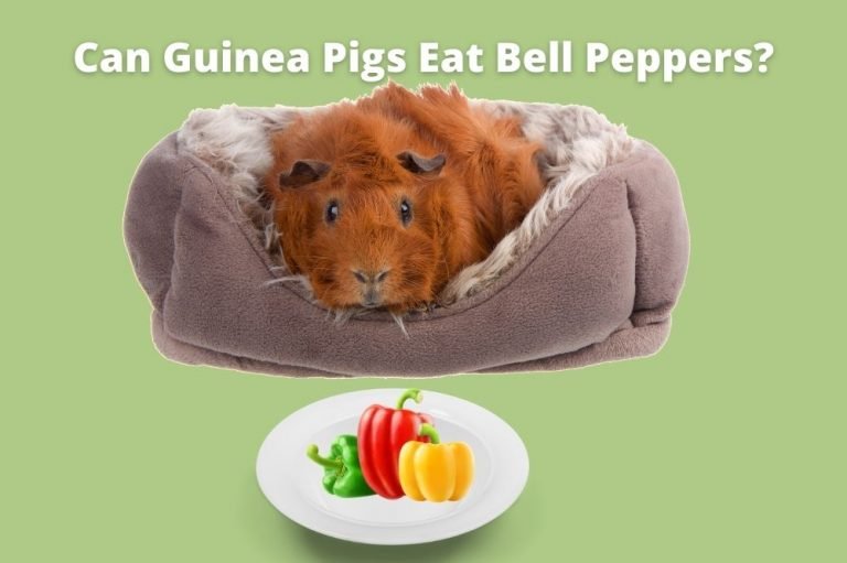 Can Guinea Pigs Eat Bell Peppers?