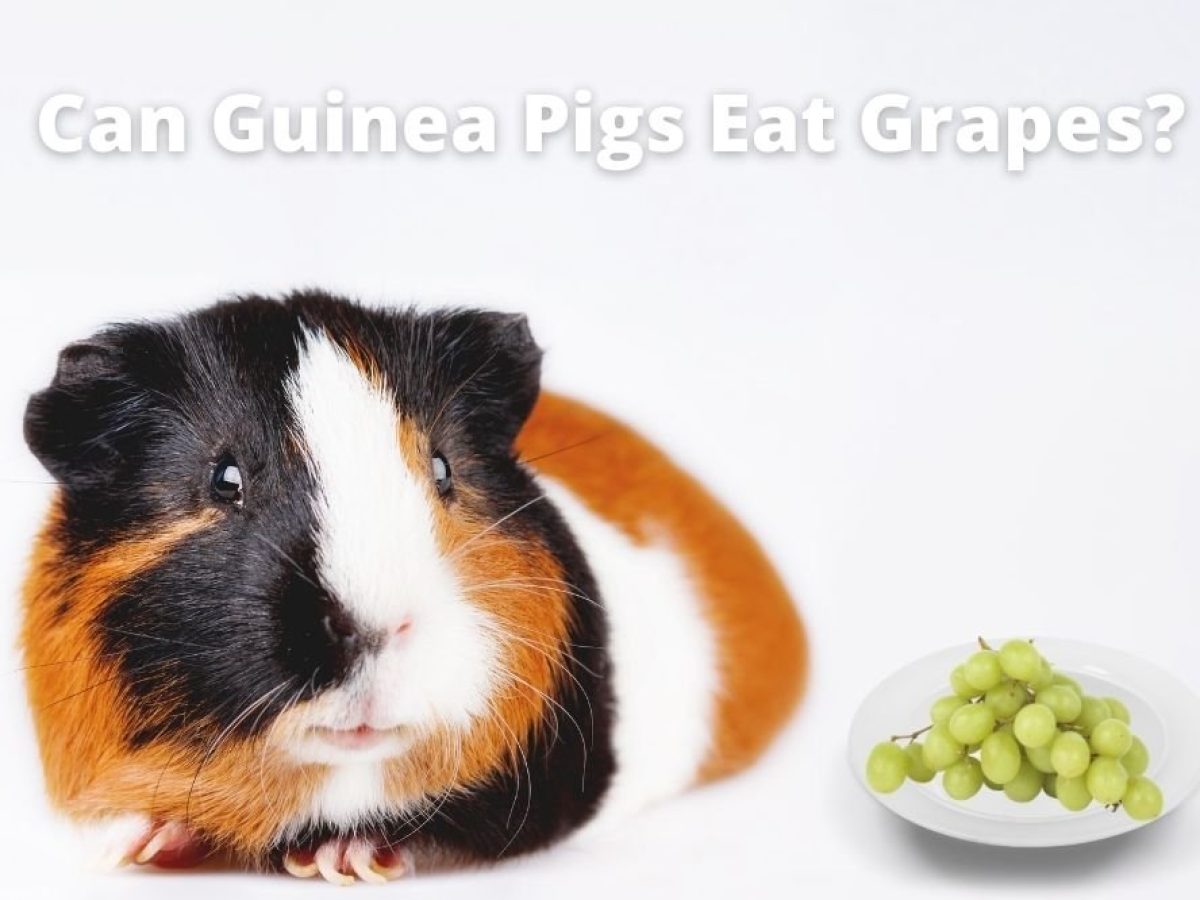 are grapes okay for guinea pigs