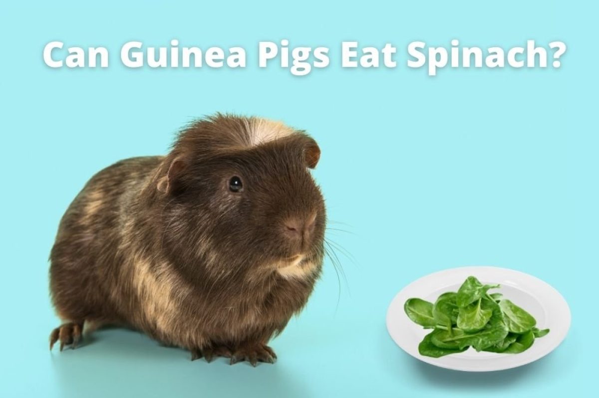 guinea pig spinach