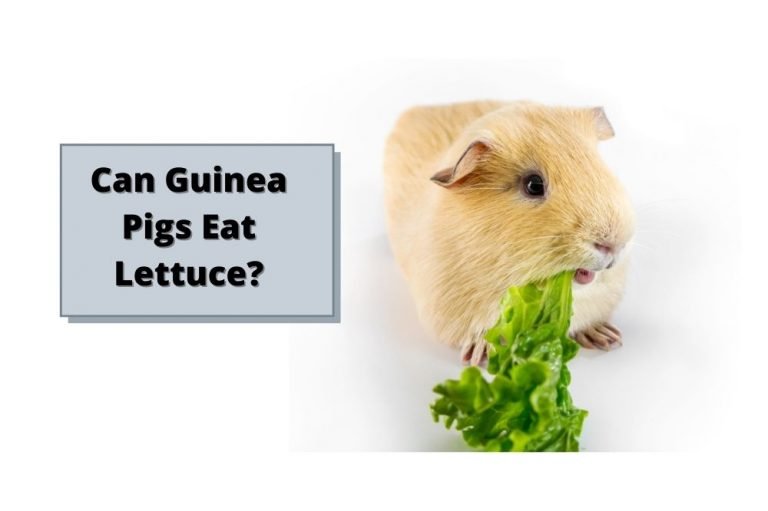 Can Guinea Pigs Eat Lettuce? [Feeding Guide!]