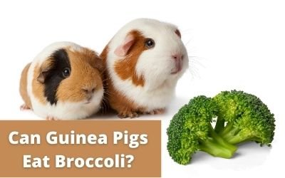 Can Guinea Pigs Eat Broccoli?