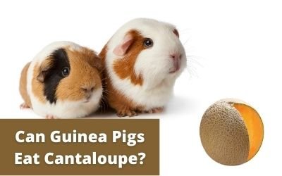 Can Guinea Pigs Eat Cantaloupe?