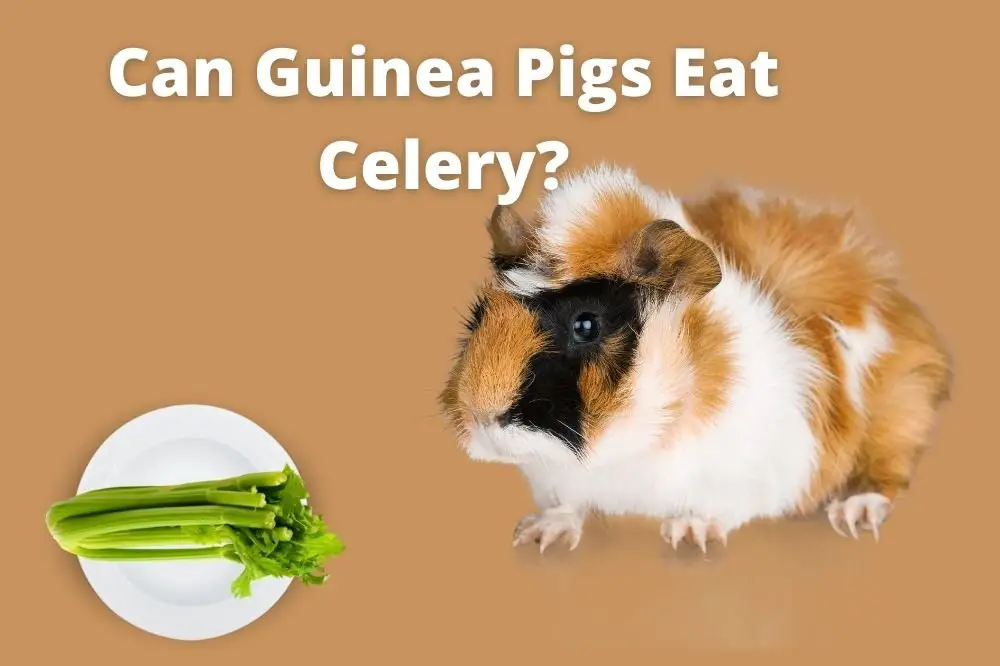 Eat Celery