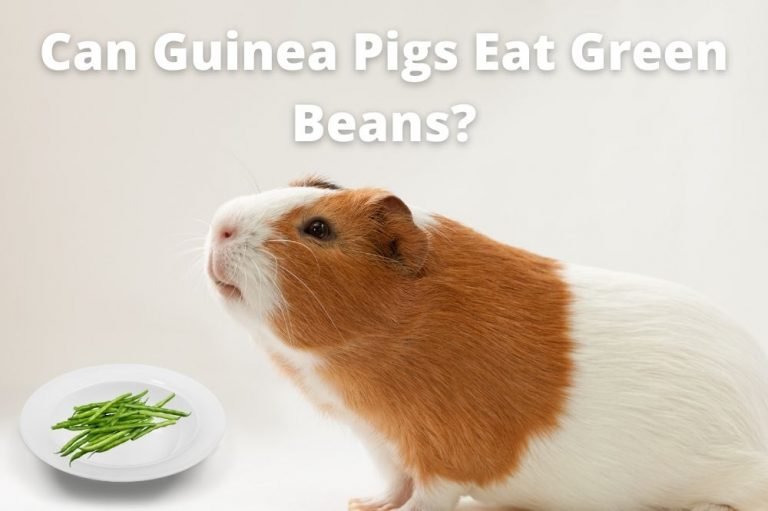 Can Guinea Pigs Eat Green Beans?