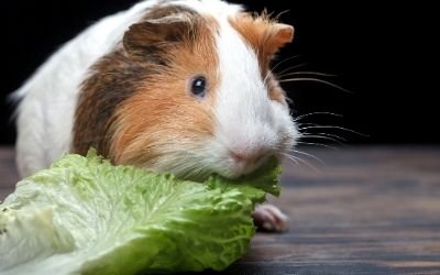 Guinea Pigs Eat Lettuce