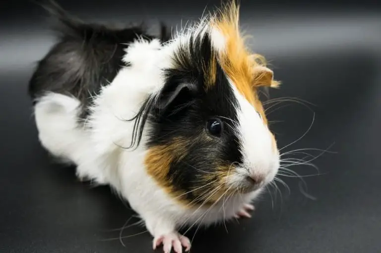 Can Guinea Pigs See In the Dark?