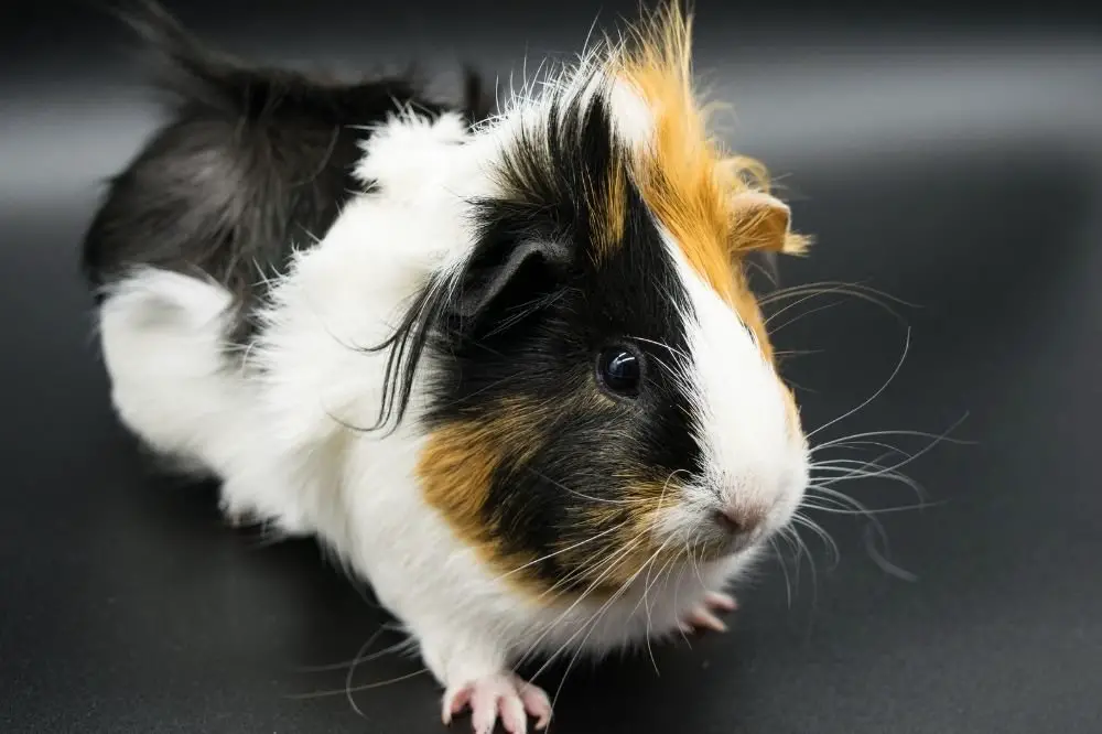 Guinea Pigs in the dark