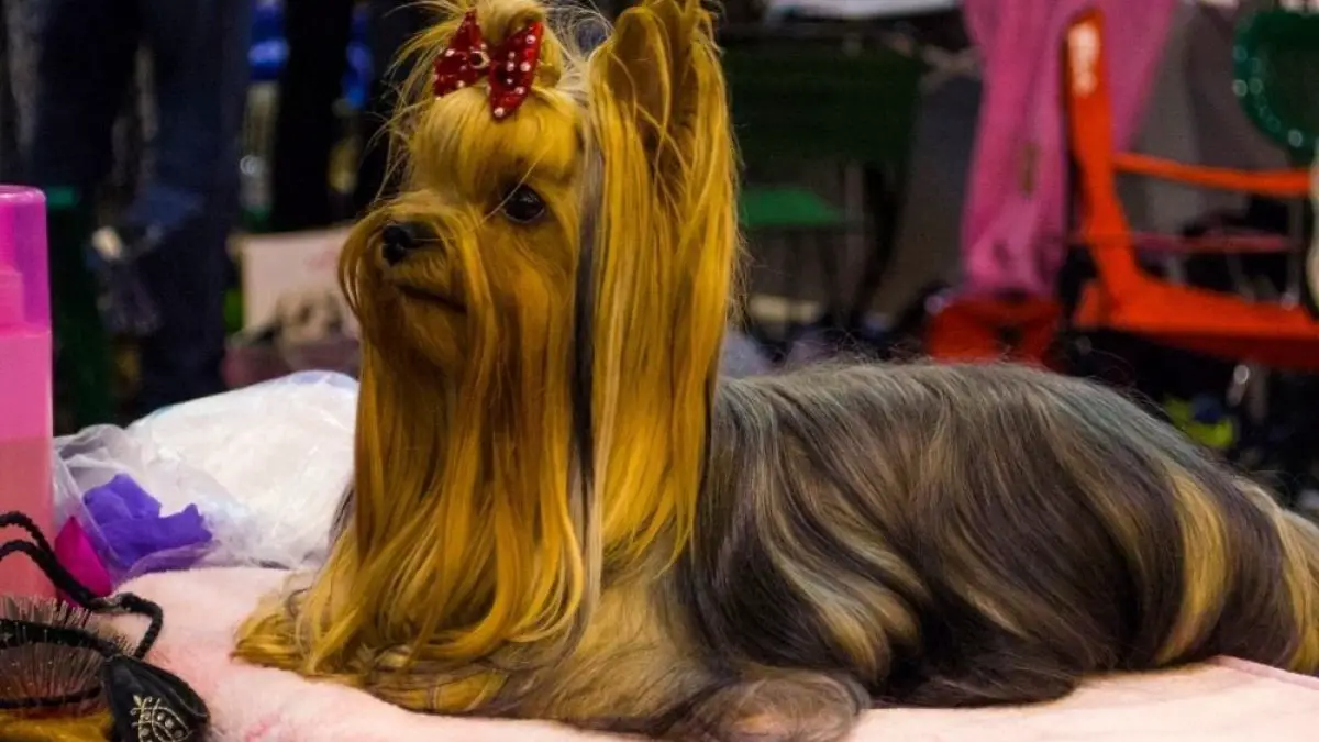 How Do I Know When My Yorkie Is In Heat