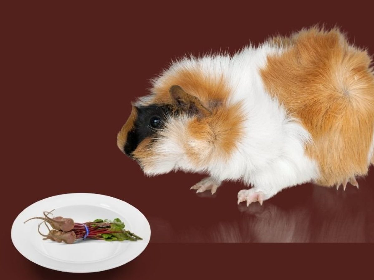 guinea pig beetroot