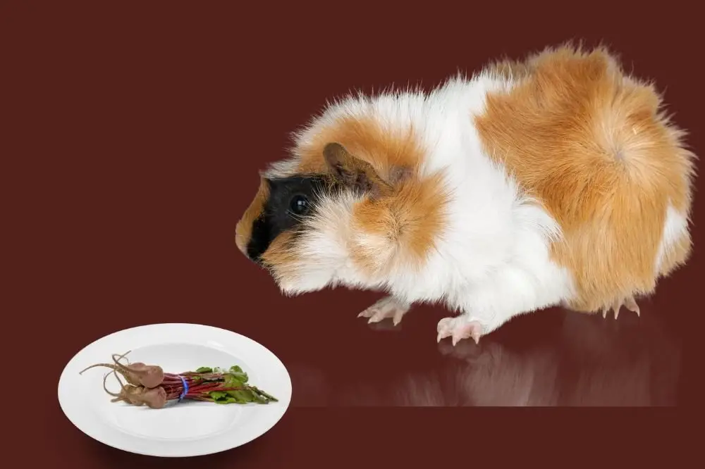 Can Guinea Pigs Eat Beets