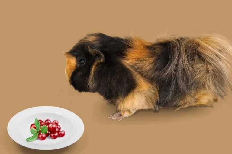 Can Guinea Pigs Eat Cranberries