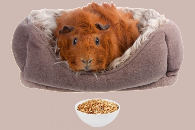 Can Guinea Pigs Eat Dry Cereal