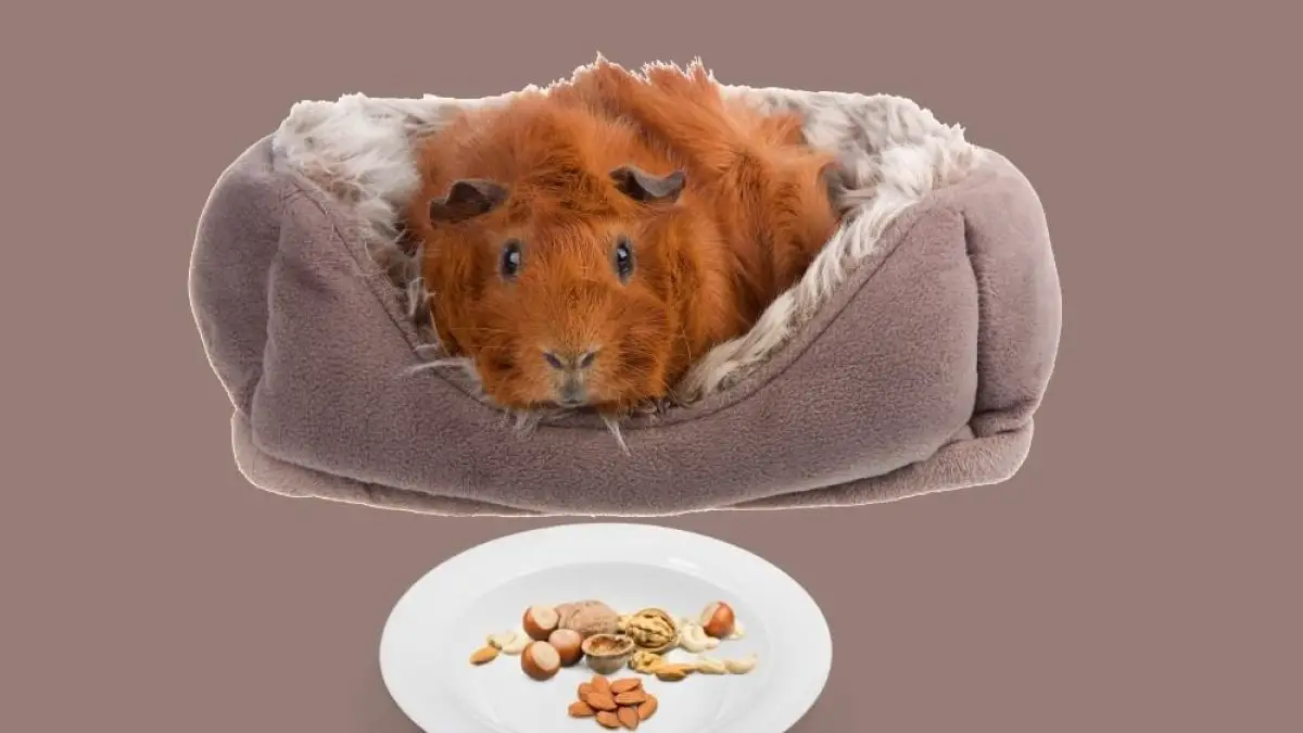 do guinea pigs eat nuts