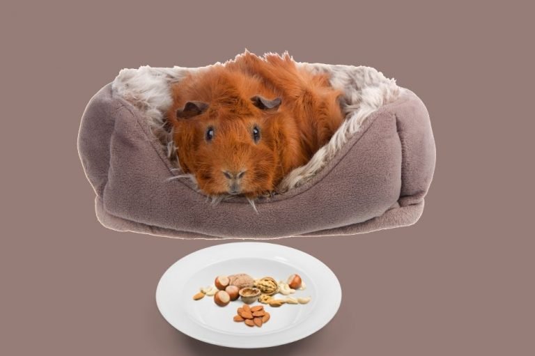 Can Guinea Pigs Eat Nuts?