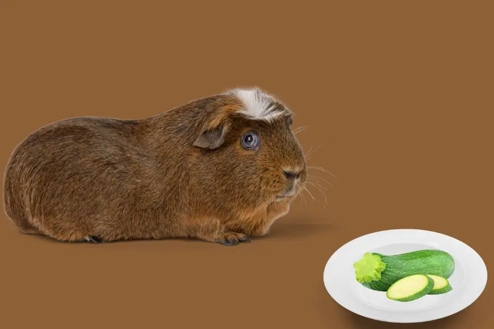 Can Guinea Pigs Eat Zucchini