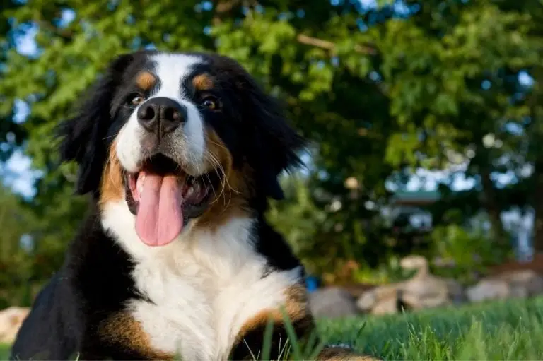 Do Bernese Mountain Dogs Shed? AtractivoPets