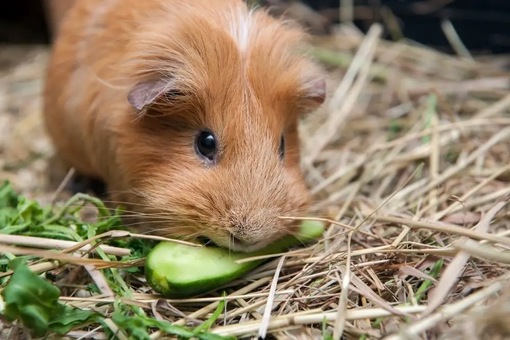 Guinea Pigs Eat Cucumber