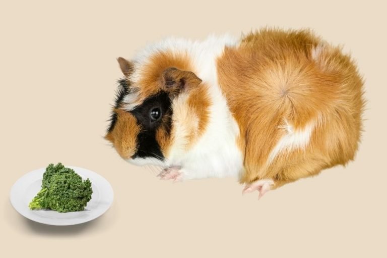 Feeding kale to your guinea pig