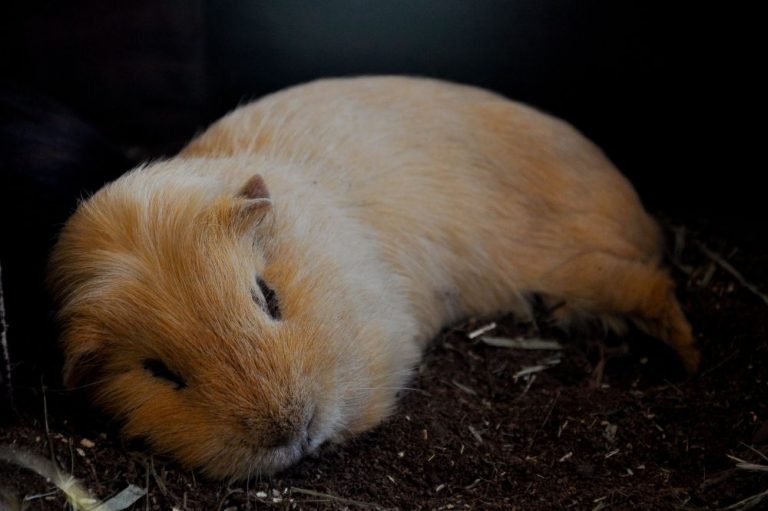 How Many Hours Do Guinea Pigs Sleep