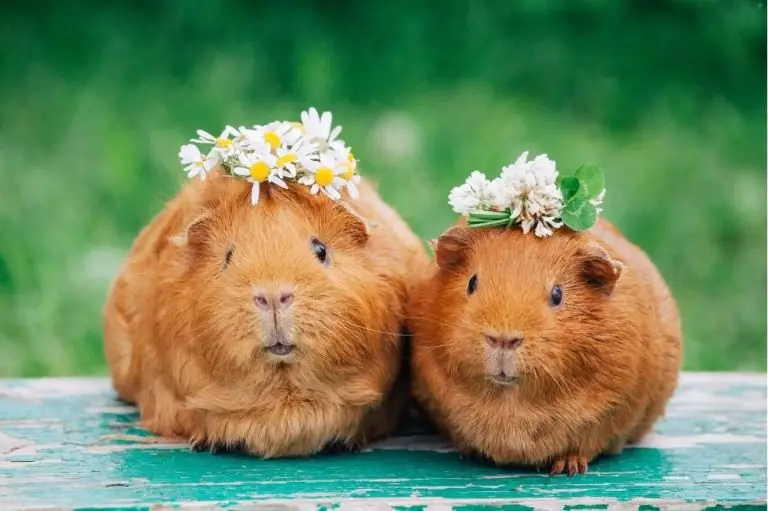 Male Vs. Female Guinea Pig: Which One is Better?