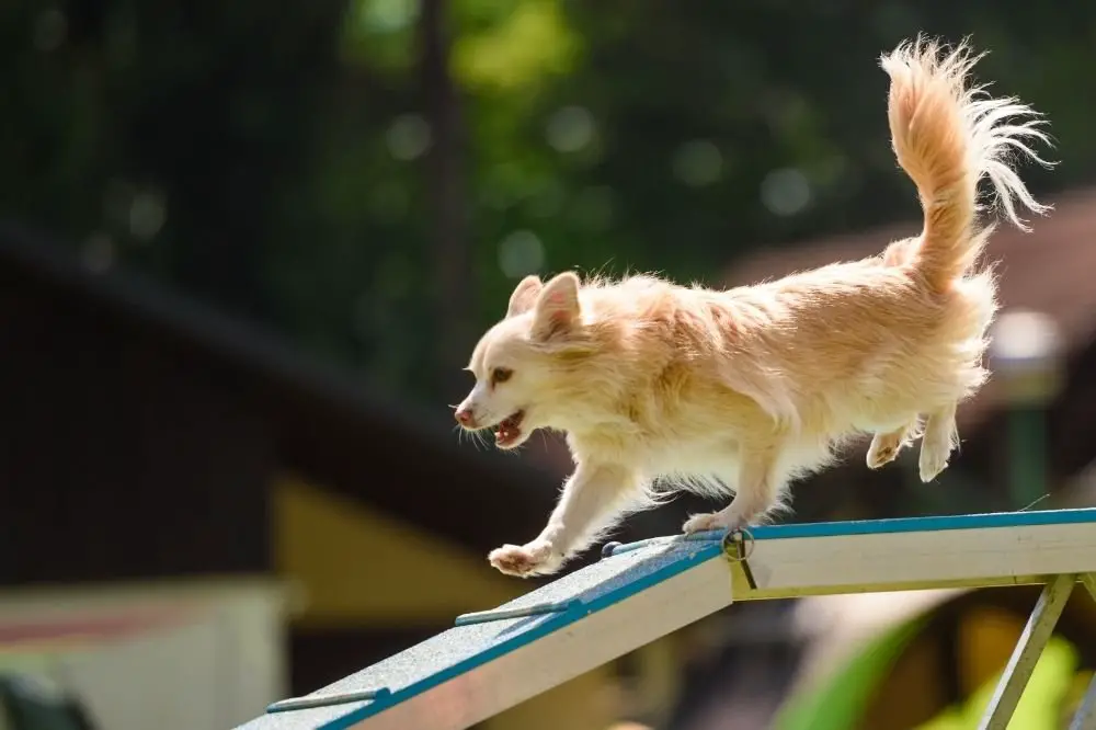 Wooden Dog Ramp